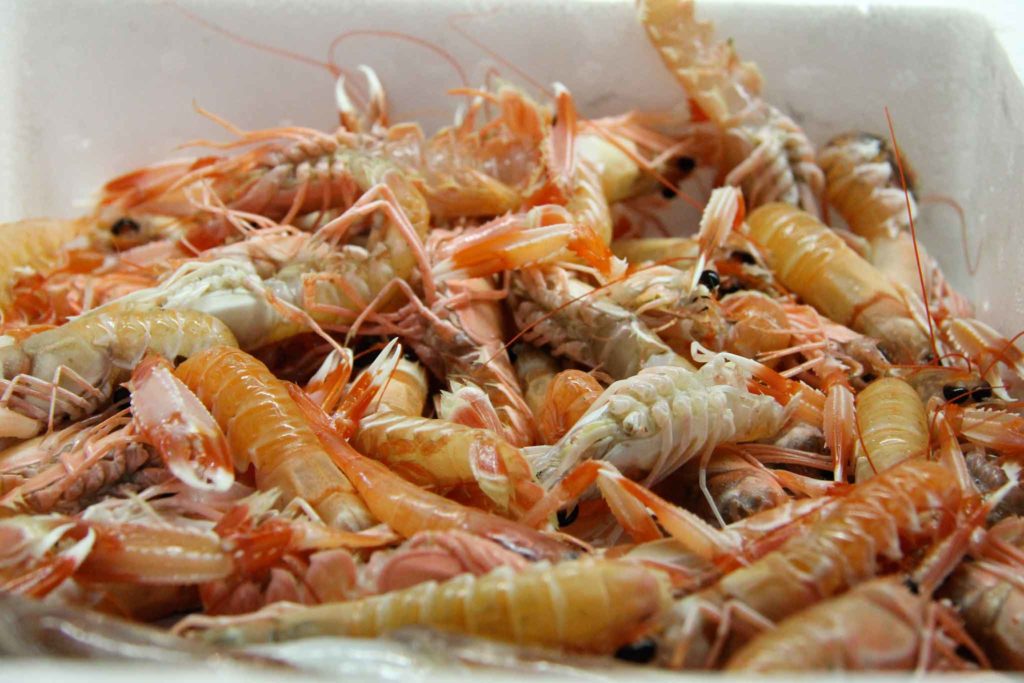 scampi